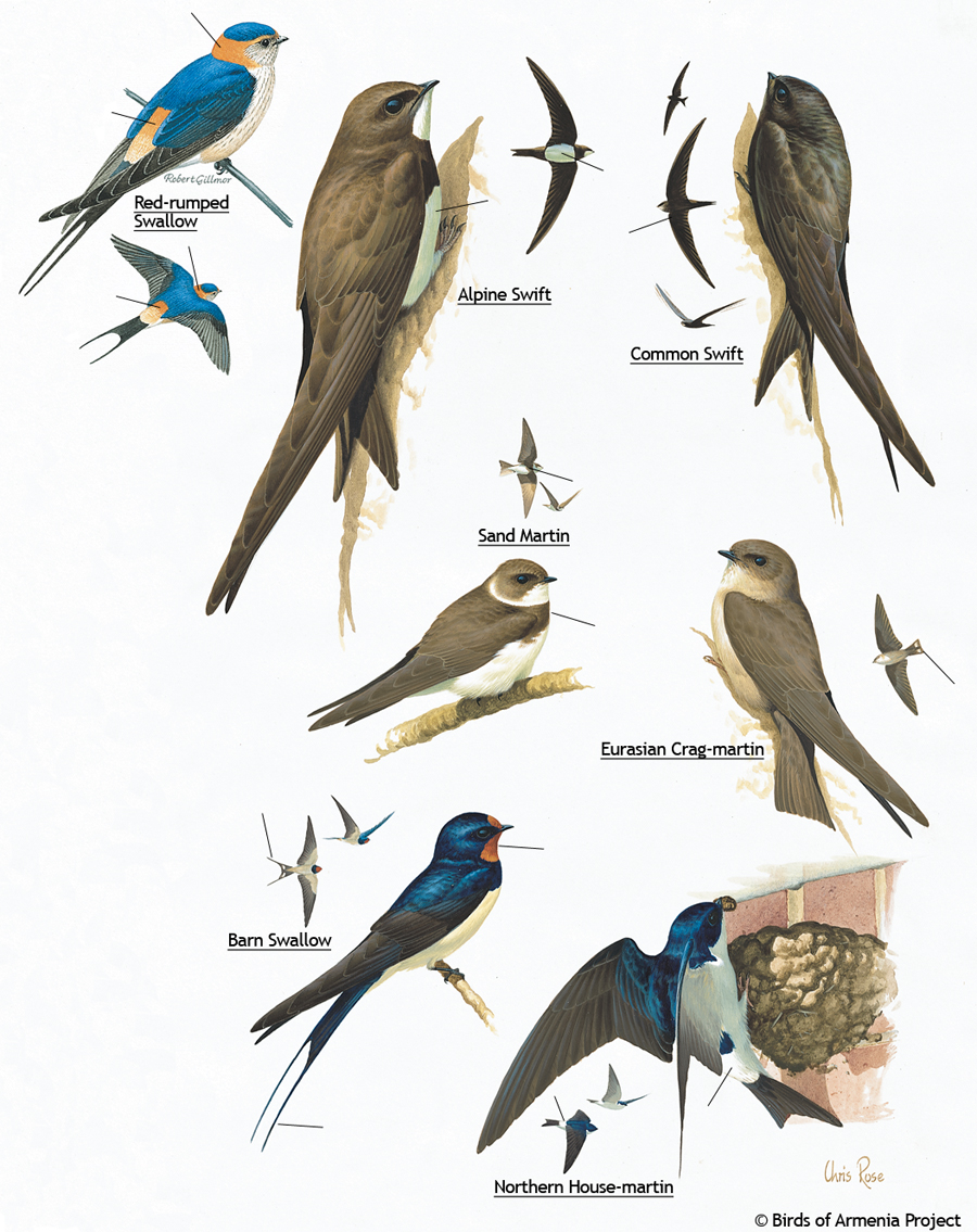 Plate 36 Swifts Martins And Swallows A Field Guide To Birds Of 