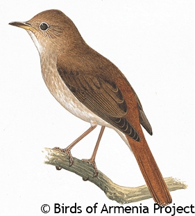 Thrush Nightingale - A Field Guide to Birds of Armenia ::Acopian Center ...